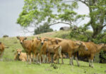 Integrated Beef Cattle Farming Agribusiness in East Nusa Tenggara Province