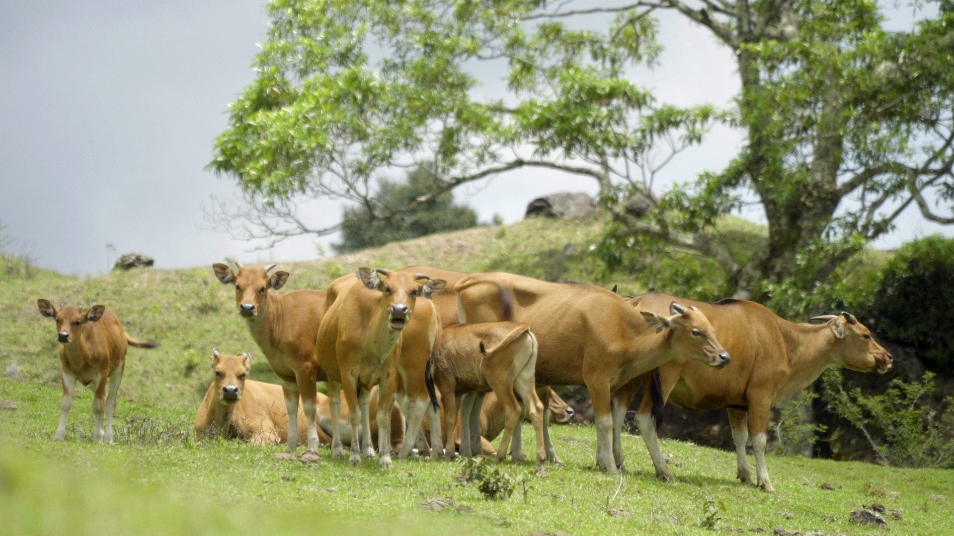 Integrated Beef Cattle Farming Agribusiness in East Nusa Tenggara Province