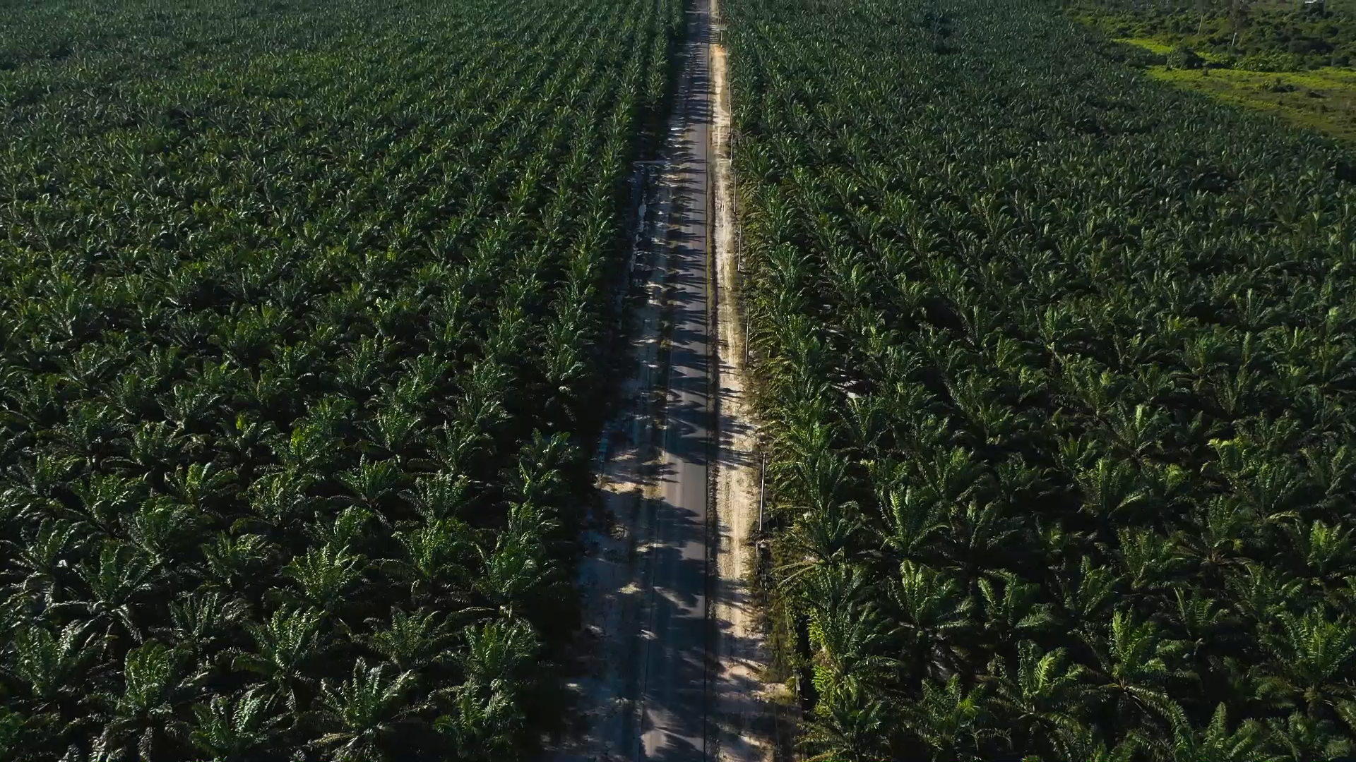 Crude Palm Oil (CPO) Downstream Industry Bulungan Regency North Kalimantan Indonesia
